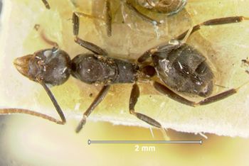 Media type: image; Entomology 21284   Aspect: habitus dorsal view
